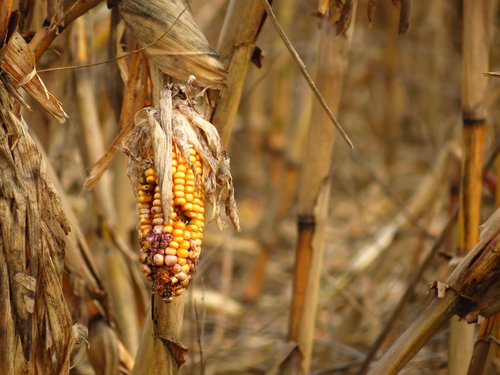 la famine au sud de l’Afrique à cause du phénomène climatique El Nio