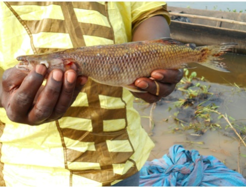 L’hepsetus odoe, l’une des espèces de poissons en voie de disparition à Guessabo. (Ville située dans le département de Zoukougueu, à l’Ouest de la Côte d’Ivoire)