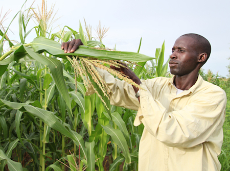 A Maize farmer in Mali (PHOTO: FAO)