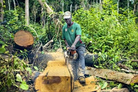 Exploitation forestière en RDC