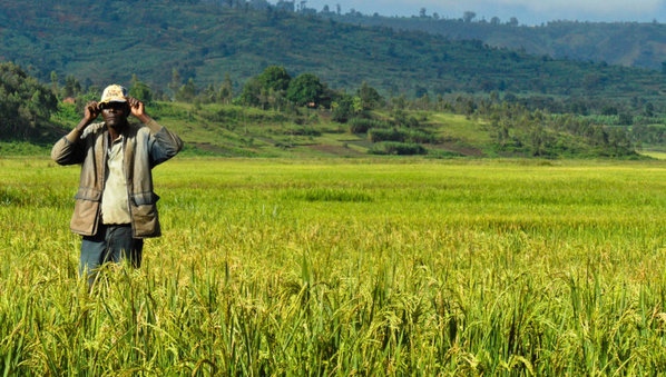 a rice farm in the East region in Cameroon (PHOTO: ClimateReporters/Elias Ntungwe)