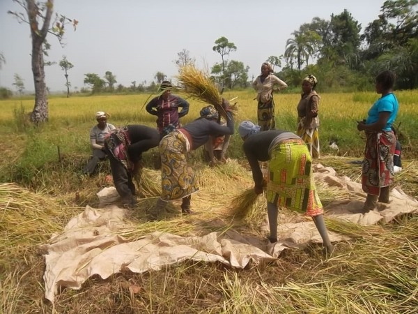 Farmers working the rice harvest (PHOTO: ClimateReporters/Elias Ntungwe)