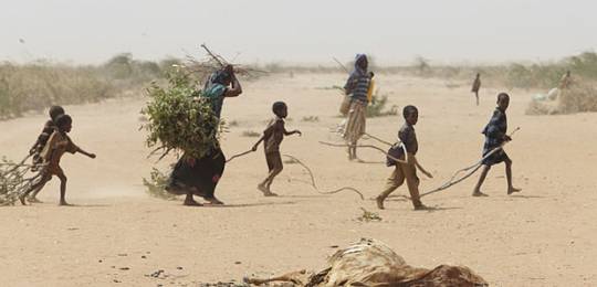 A family in Dadaab gathers sticks and branches for firewood and to make a shelter (PHOTO: IIED)