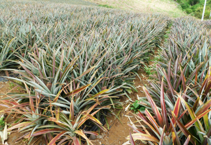 Bénin : L’agriculture menacée par les changements climatiques