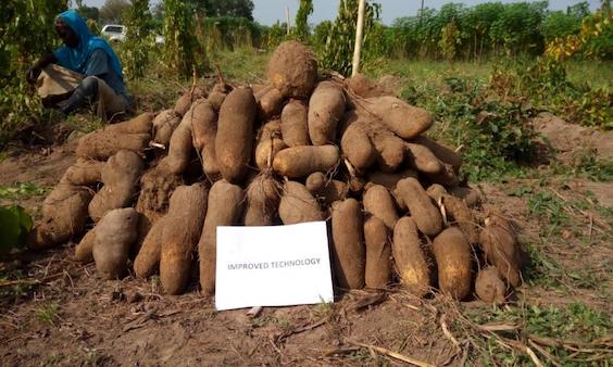 Yams cultivated with improved technology