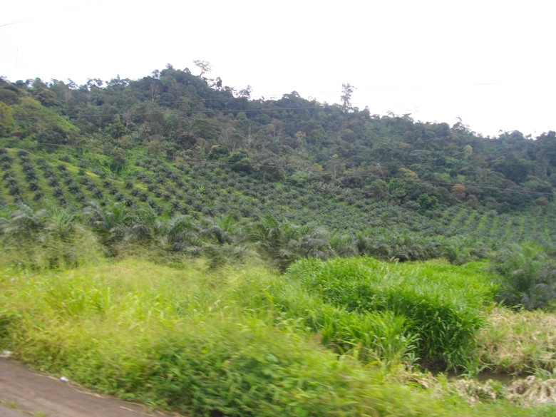 Palms plantation taking over forest land in Bonadikombo on the flanks of Mt Cameroon (PHOTO: ClimateReporters/Elias Ntungwe)