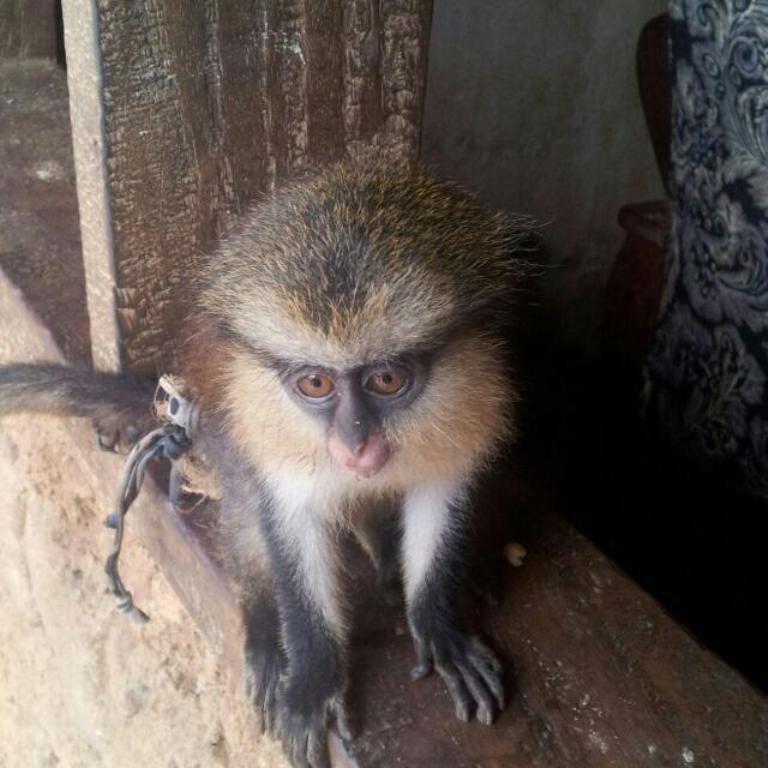 Mona monkey in Limbe Wildlife Center (PHOTO: ClimateReporters/Elias Ntungwe)