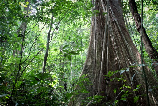 Nigeria's tropical rain forest