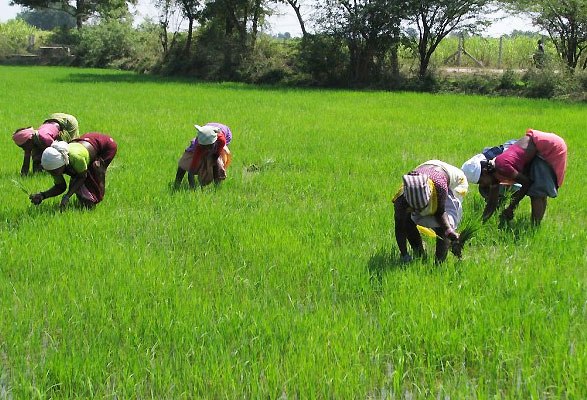 Rice farmers in Nigeria