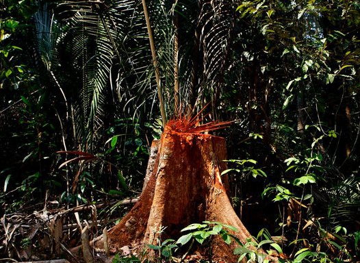 An annual study released by the Brazilian government estimates that the rate of deforestation in the Amazon has increased by 29 percent over last year. (PHOTO: Camila Domonoske)