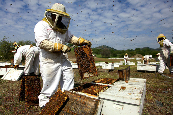 Honey production