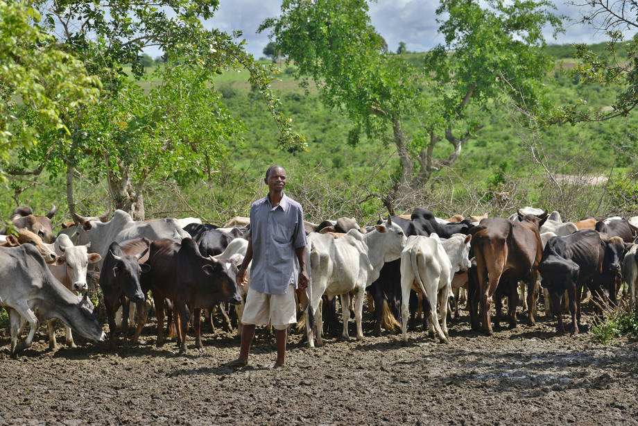 A livestock owner in Kenya with his remaining cattle after drought killed two-thirds of his herd. (PHOTO: FAO)