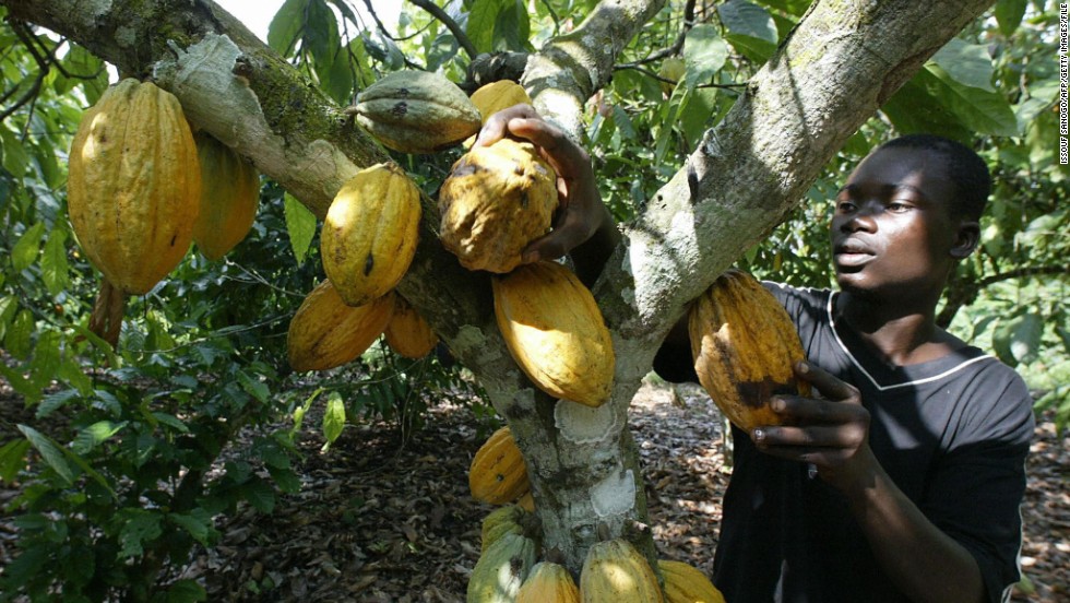 Cocoa harvesting