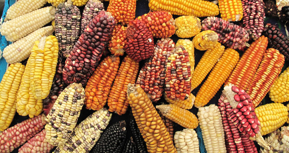 Maize varieties across the world amidst existential threat by GMO