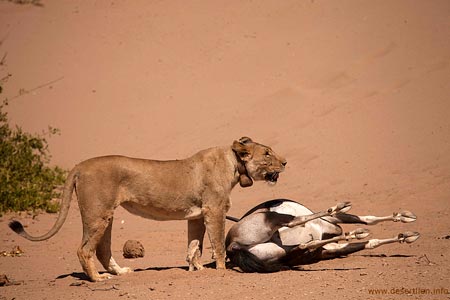 Lion in North West Namibia