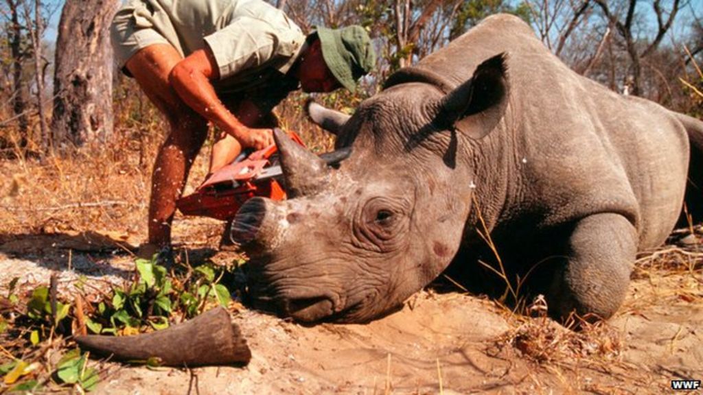 Figures from the South African government indicate that poaching for rhinoceros has increased markedly in the last year. (PHOTO: BBC)