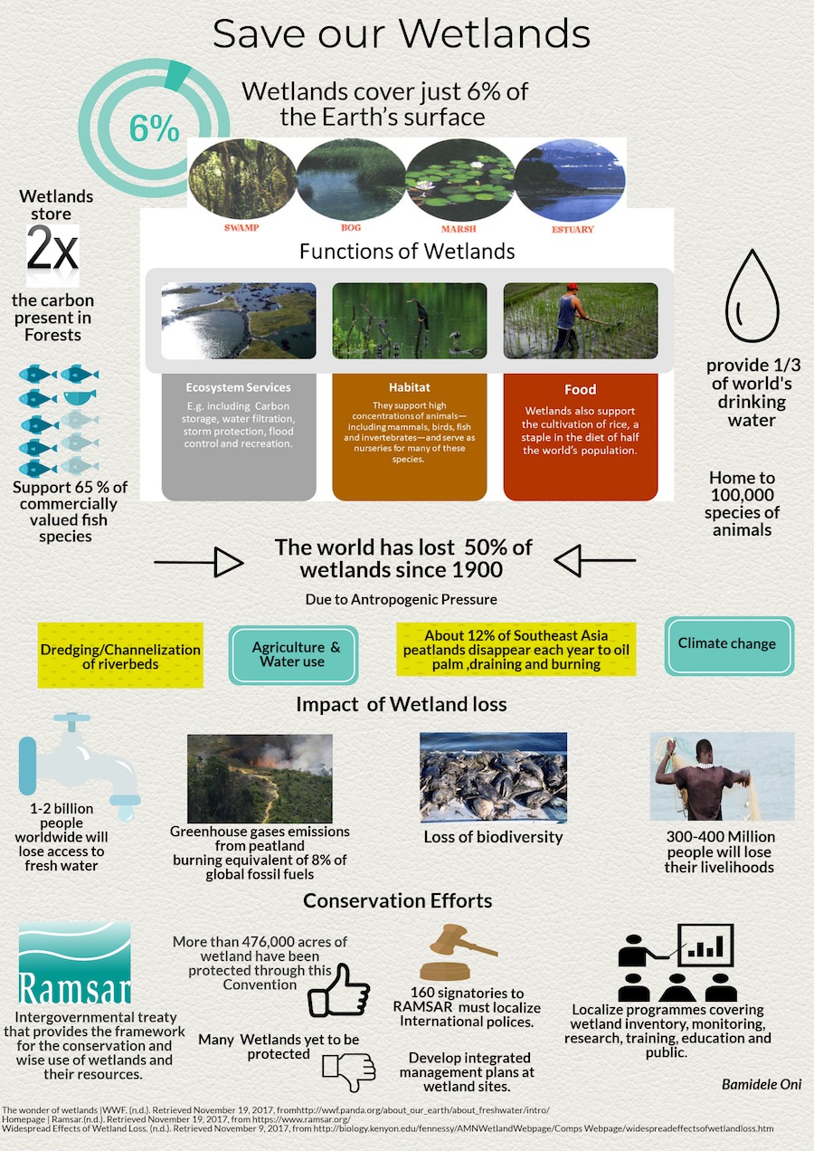 Saving our wetlands (Infographic by Bamidele Oni)