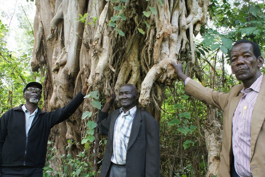 Elders at a sacred tree in Kenya