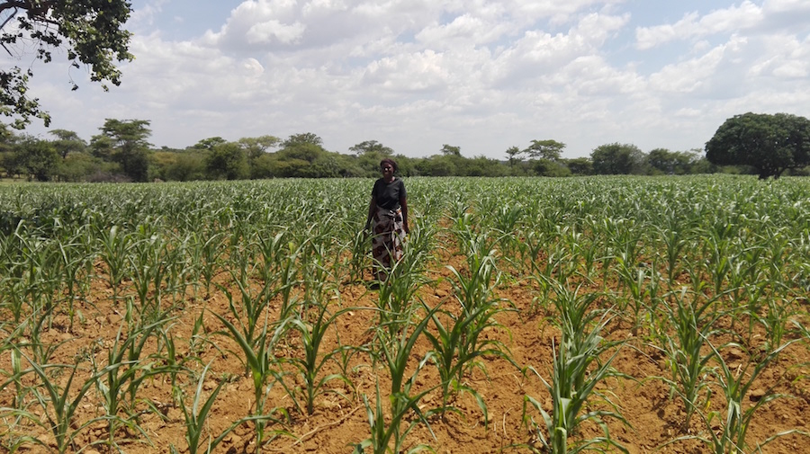 Grace Moonga in her wilted maize field (PHOTO: Friday Phiri)