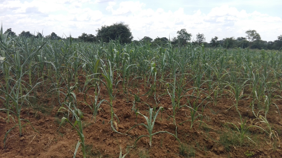 Section of Grace Moonga's wilted maize field