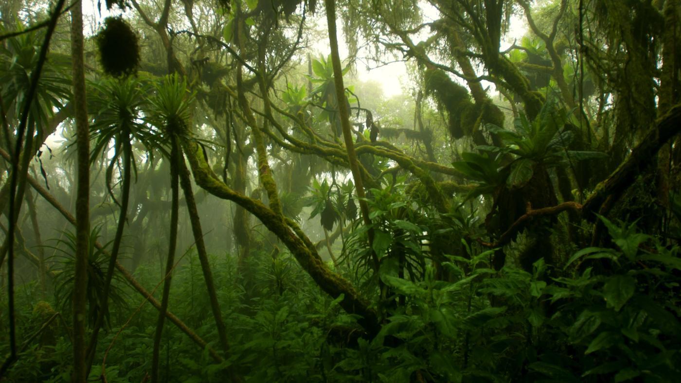 African jungle - the Congo rainforest