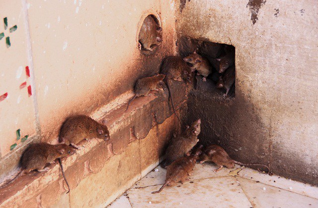 Living with rats in Nigeria