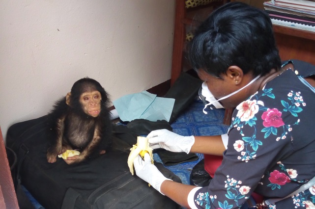 A baby chimp seized from from an illegal hunter in the Dja Forest Reserve by state authorities. (PHOTO: Ntungwe Ngalame)