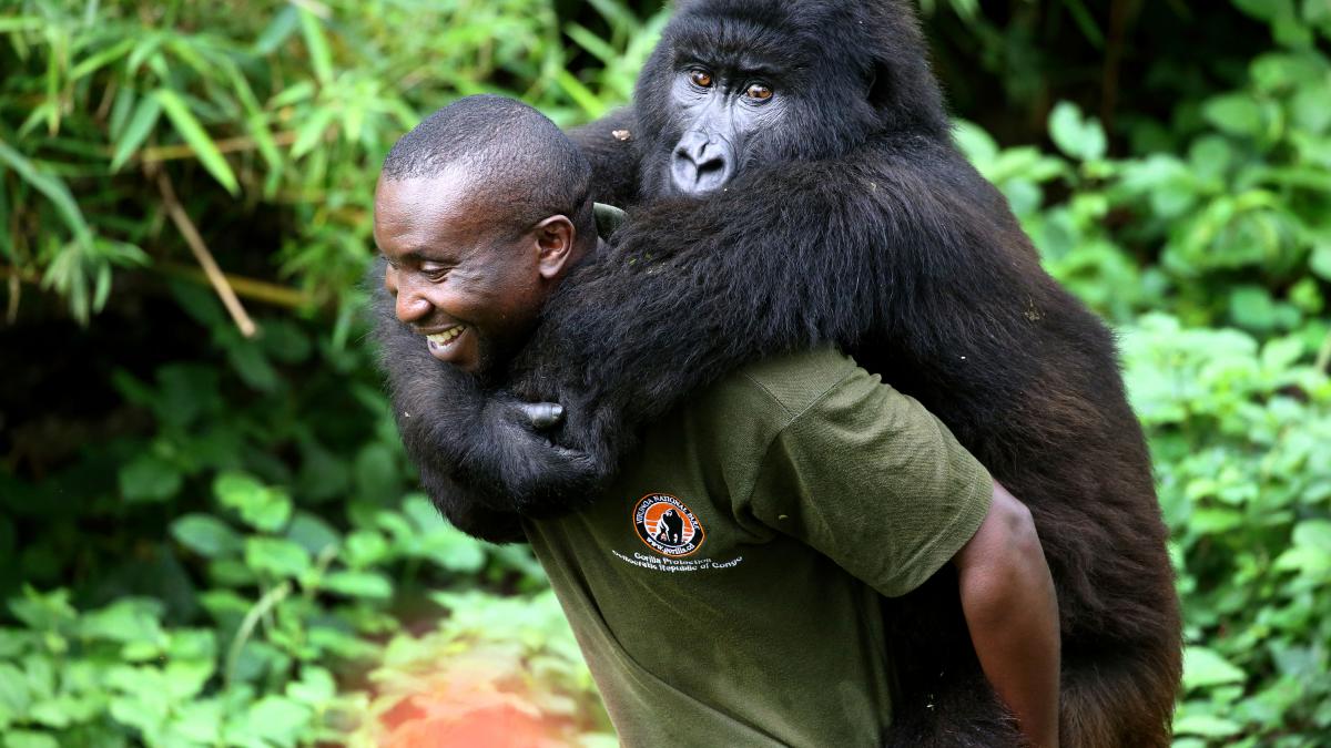 Les gorilles et leurs gardiens dans le parc national des Virunga