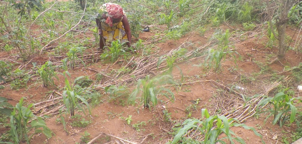 Newly cultivated maize and cassava farm in Molyko Buea