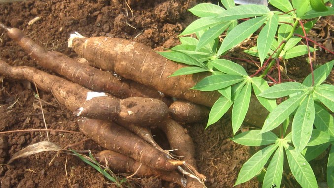 Des tubercules de manioc