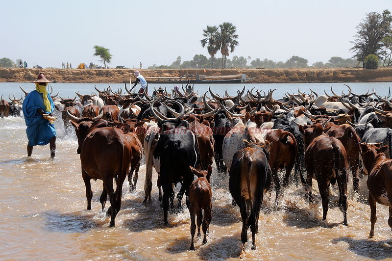 Mali, Le Djaral de Diafarabe, transhumance des troupeaux Peul (PHOTO: Kairosimages)