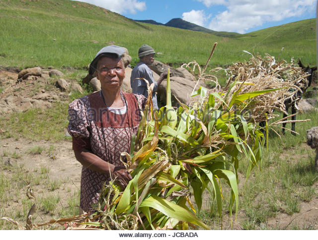 Woman and man with bundles of crops loading donkey Semonkong Southern Highlands Lesotho Southern Africa (PHOTO: Alamy)