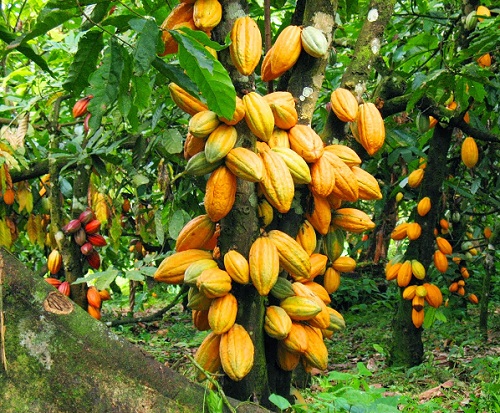 Cocoa in Ghana