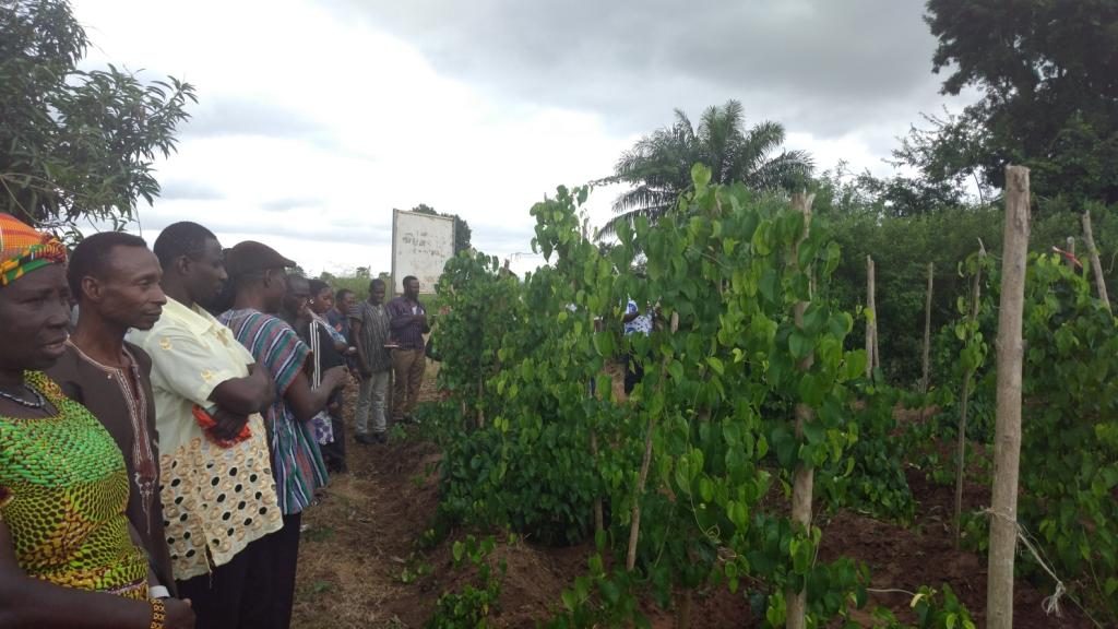 Pigean Pea Yam cropping system