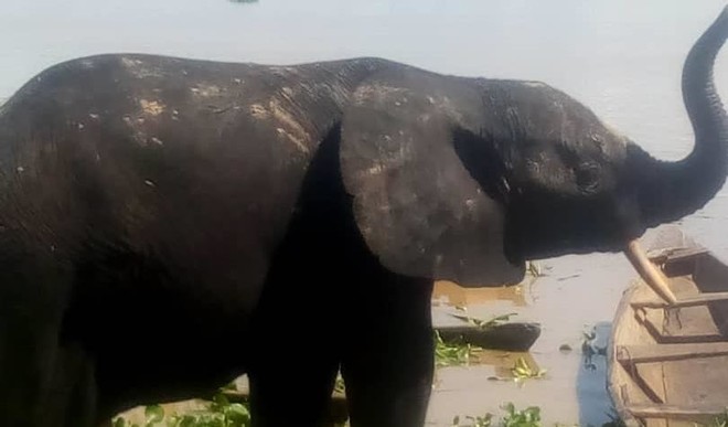 One of the strayed elephants