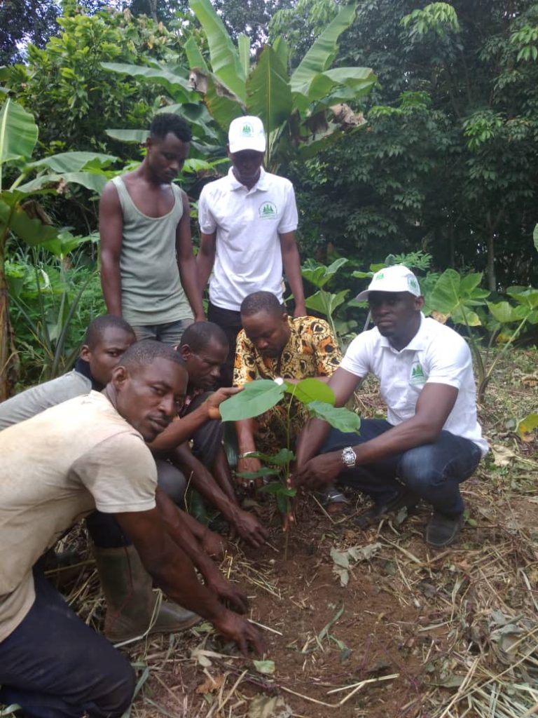 Lutte contre le réchauffement climatique, l'ONG Stoc engage les planteurs de yakassé attobrou au planting 