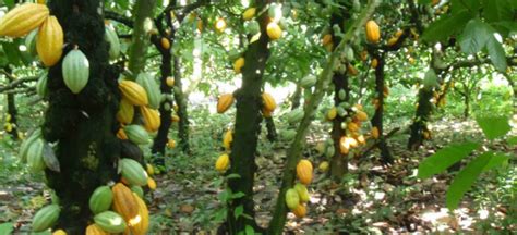 Vue d'une plantation de cacao en côte d'Ivoire