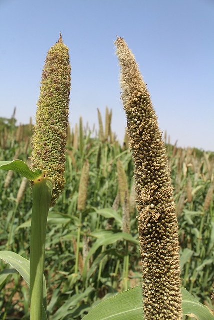 MIllet demonstration farm in Bambey, Senegal