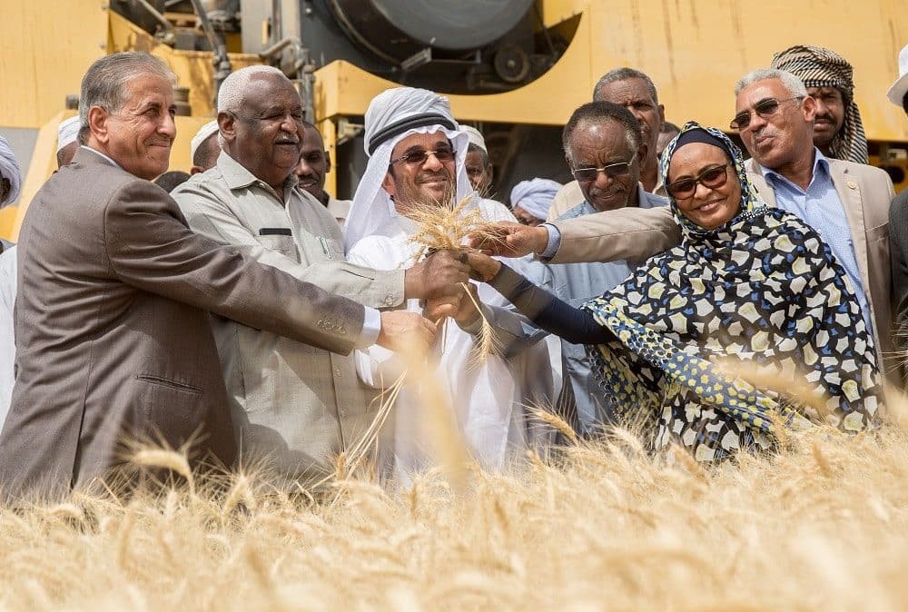 Sudanese farmers celebrating the success of new heat resistant wheat varieties