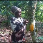 Lady counting cocoa pods to estimate yield