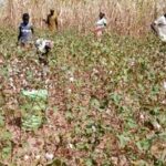 Un champ de coton au nord du Bénin