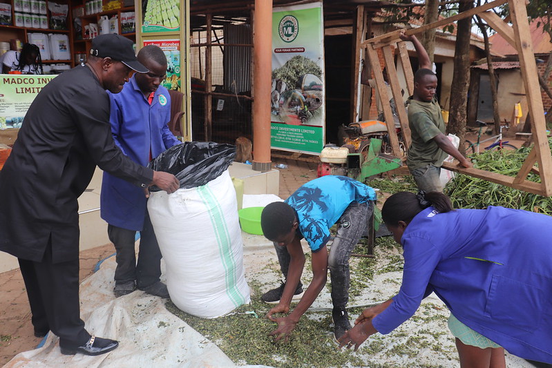 From Waste to Wealth: How TAAT is Empowering Young Farmers with Sweetpotato Silage for Income Generation