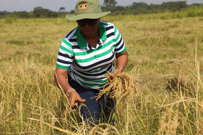 Sierra Leone’s Deputy Minister of Agriculture, Dr Theresa Tenneh Dick, harvesting rice in a field with TAAT-vetted climate-smart rice varieties